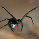 Illustration for article titled Scientists Sexist Against Spiders